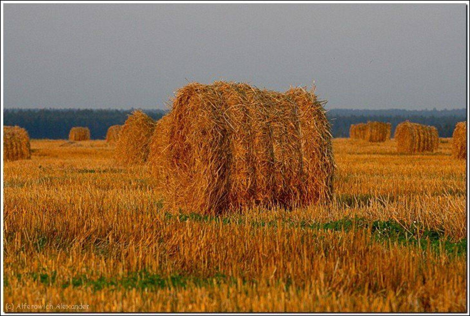 беларусь, поле, сено, закат, Александр Альферович