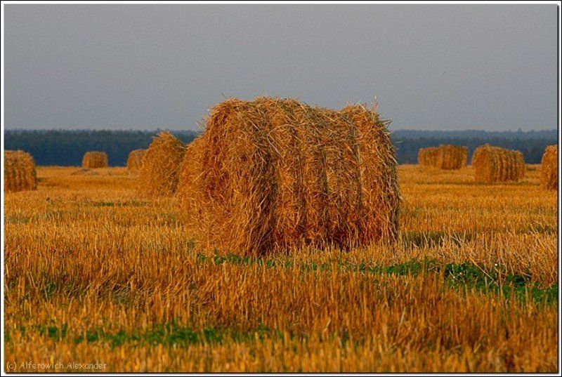 беларусь, поле, сено, закат Об итогах фото превью