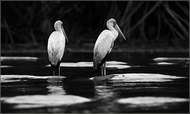 Ссора фото превью