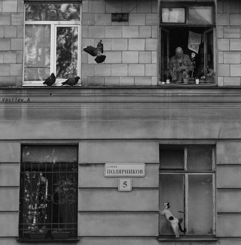 лысый, мужчина, голуби, кошка, лейка, окна, 5 полярники... фото превью