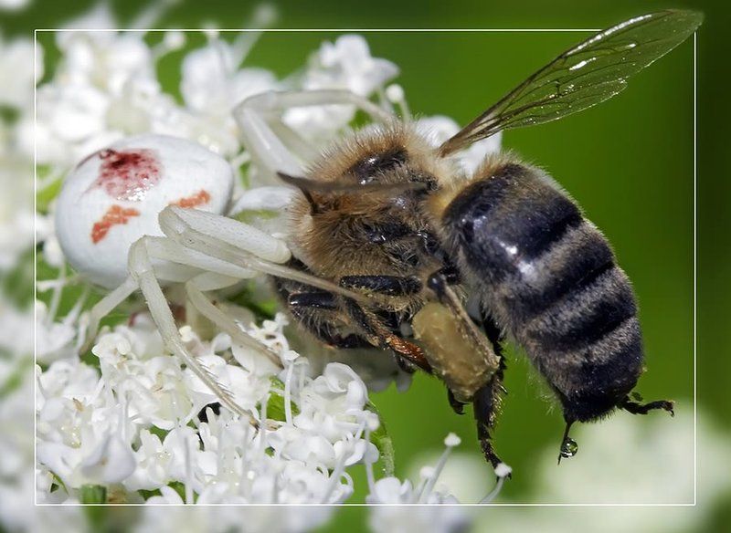 Добыча - 2 фото превью