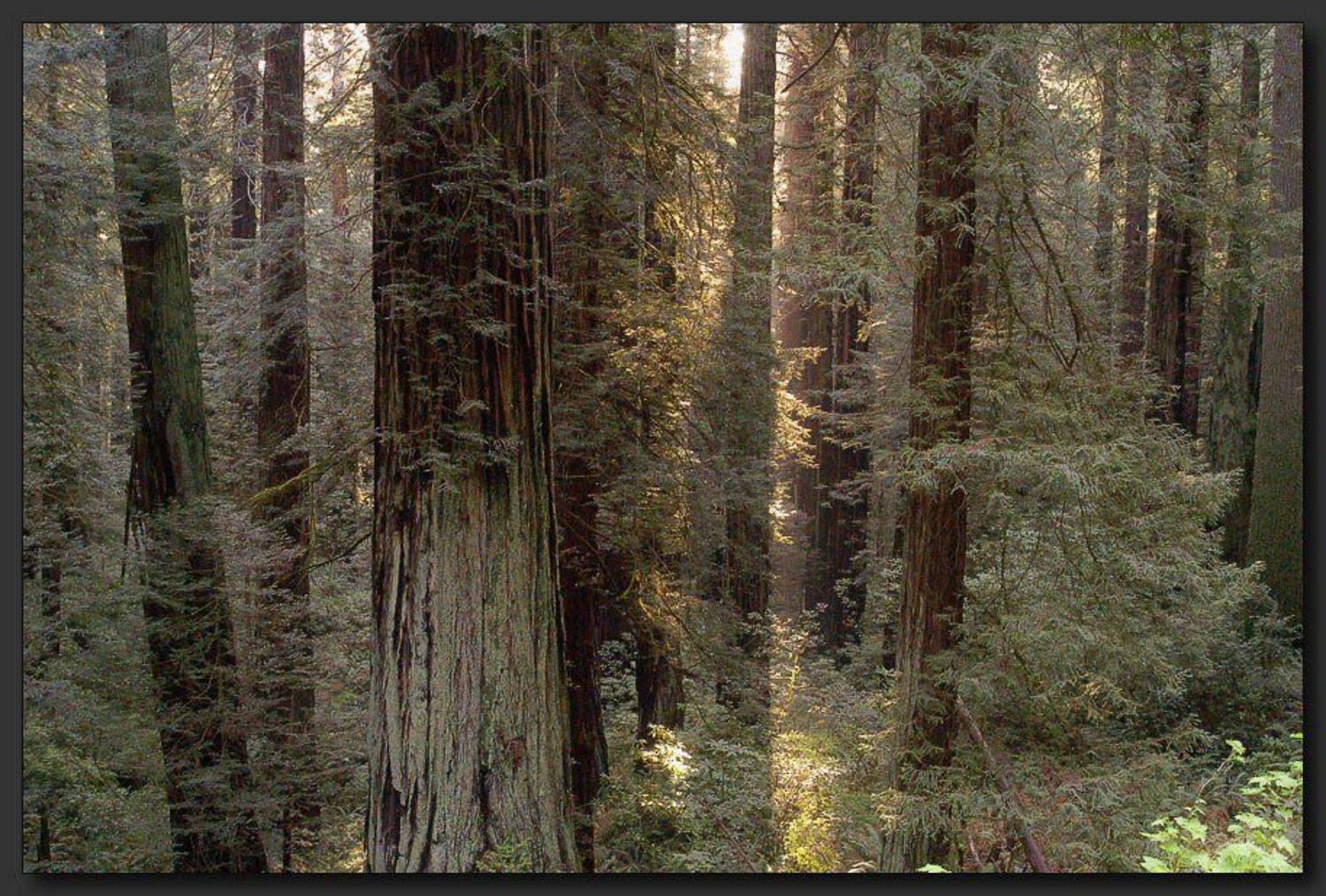 , Alexandre Michourovskii