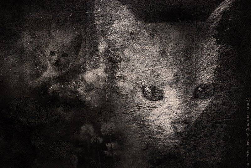 животные, кот, bioskiss