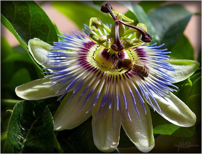 Нектар фото превью