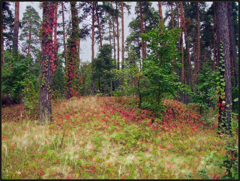 Волшебная полянка фото превью