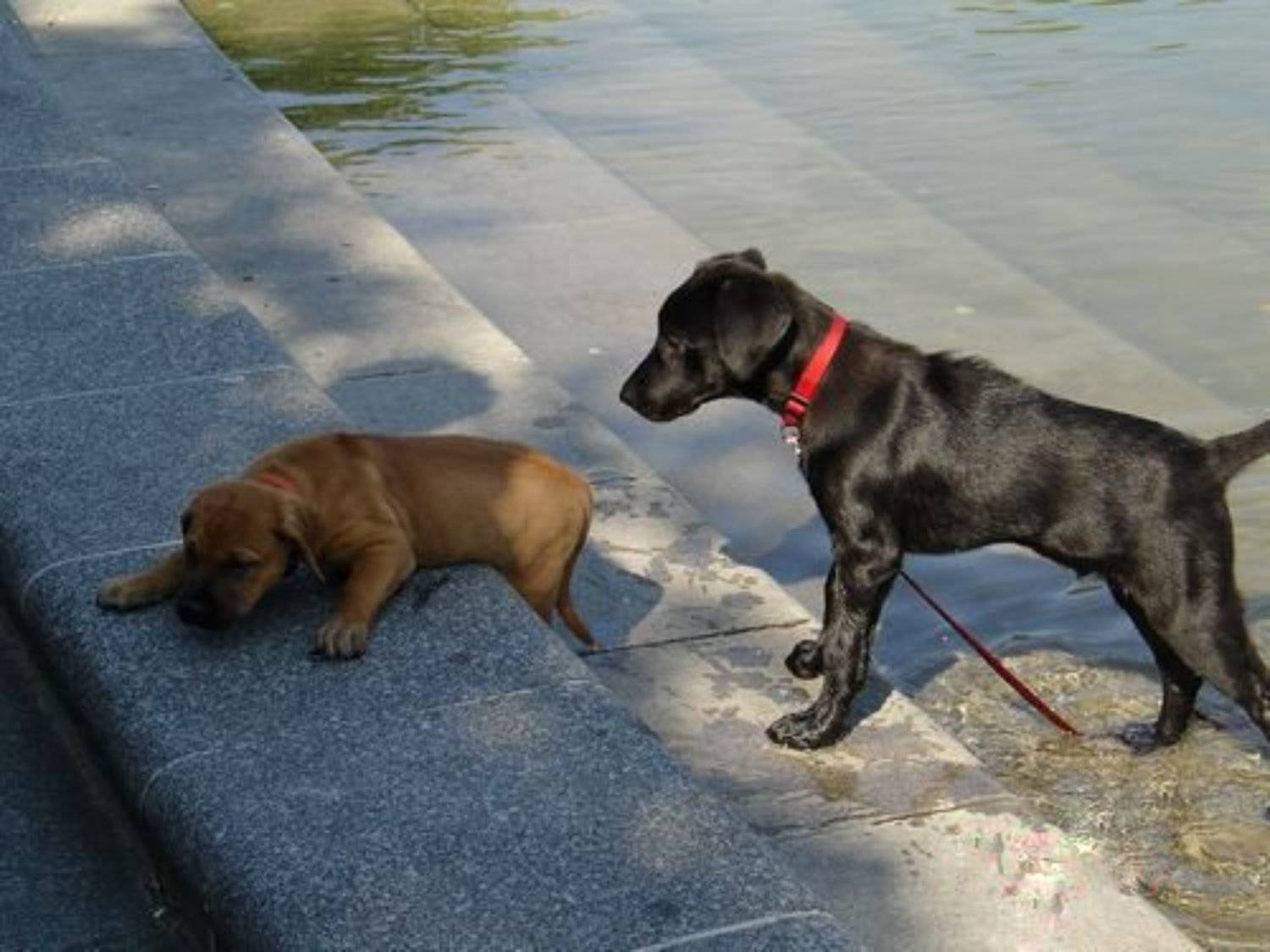 собаки, жара, лето, фонтан, Liz