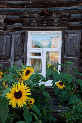 Про старый дом и подсолнухи