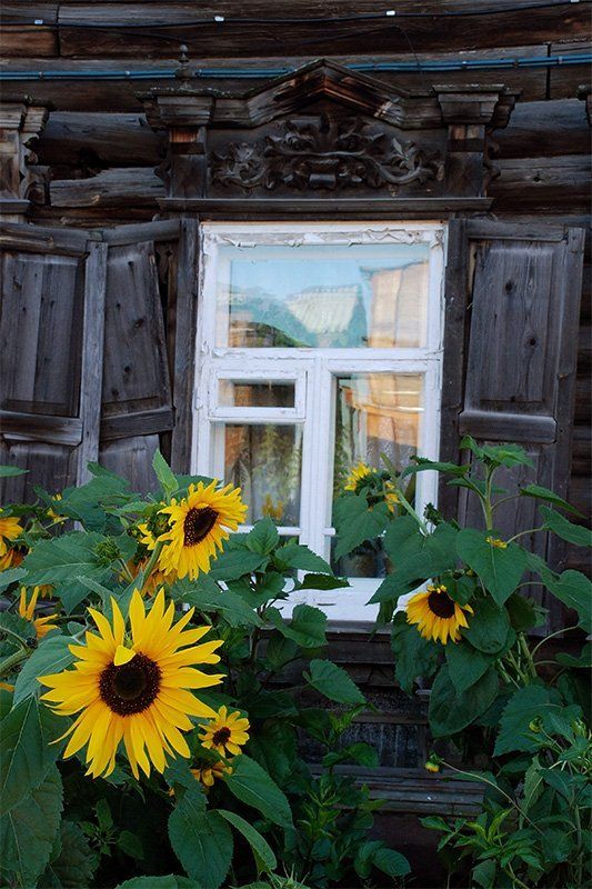томск, архитектура, дерево, цветы Про старый дом и подсолнухи фото превью