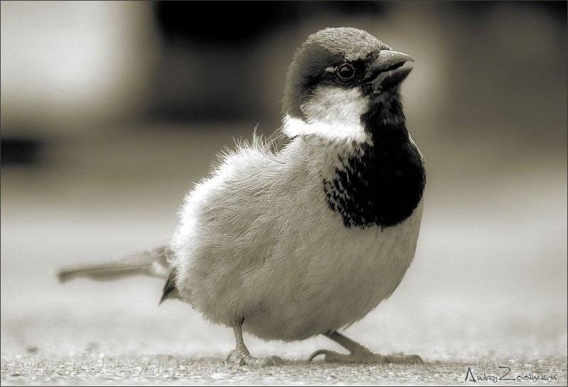 воробей, птица, Andrey Zolotnitsyn