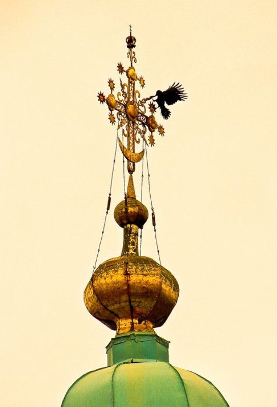 ворон фото превью