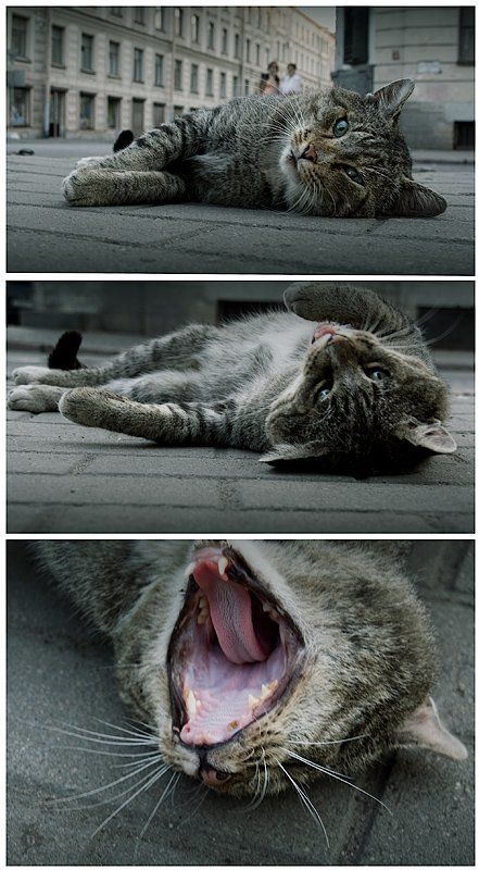 Ща спою.. фото превью