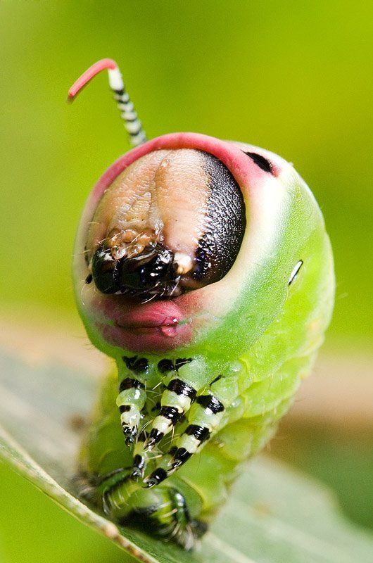 большая гарпия, гусеница, бабочка, макро, природа Милая тёща фото превью