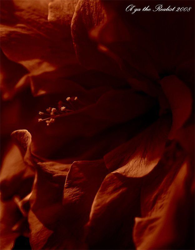 ...румба... фото превью