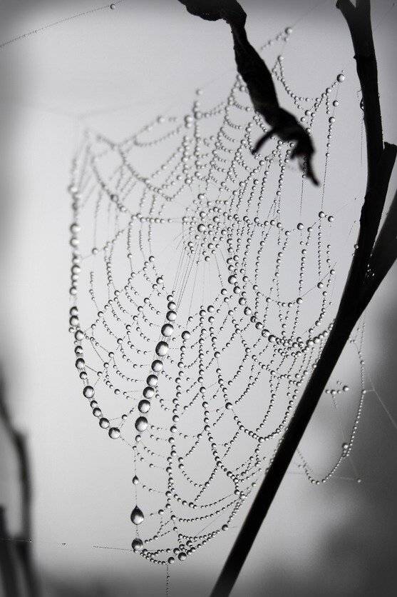 природа,паутина,макро,отражение,туман,утро,мистика, savirishka