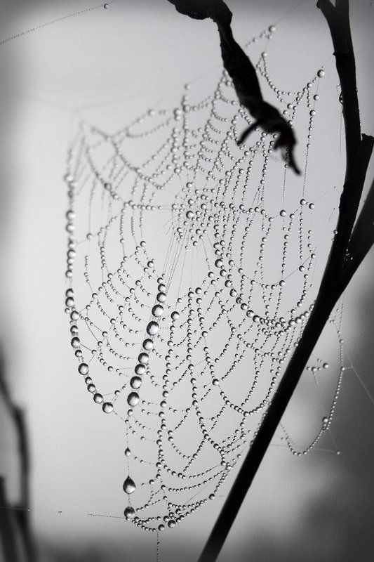 природа,паутина,макро,отражение,туман,утро,мистика Утро.. фото превью