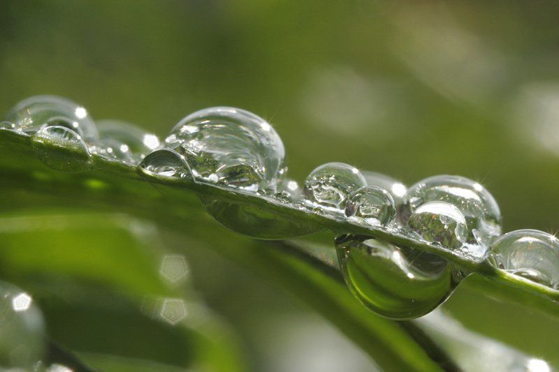 природа, роса, капля, утро, лето  фото превью