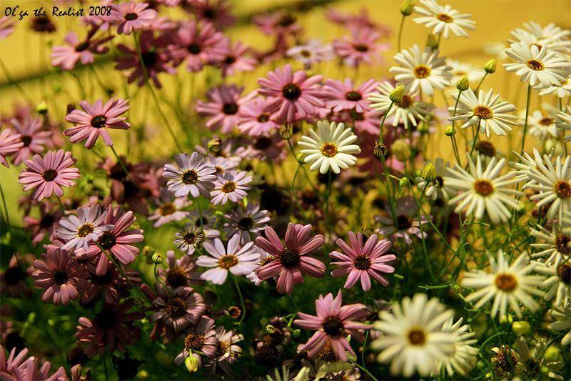 , Ольга Реалист