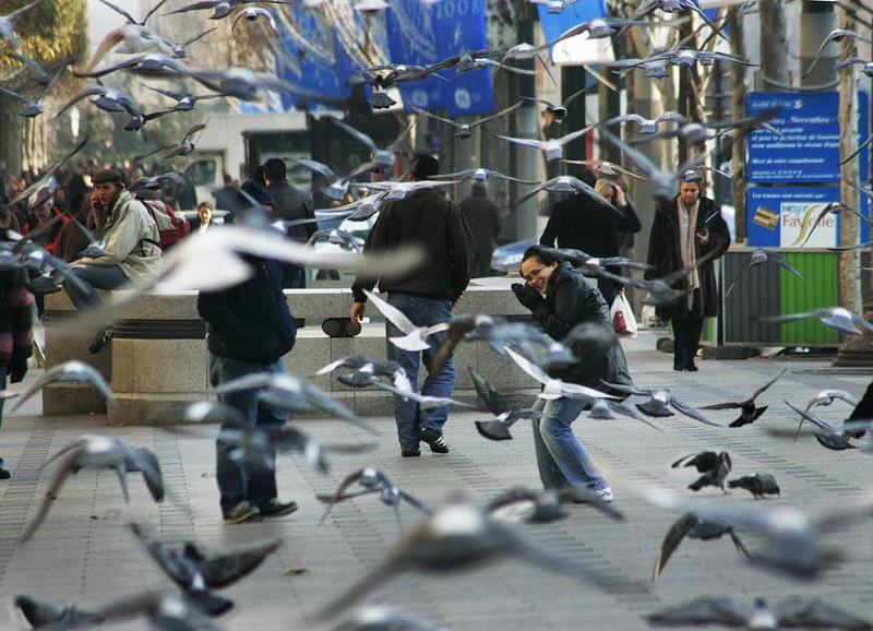 голуби, париж  фото превью