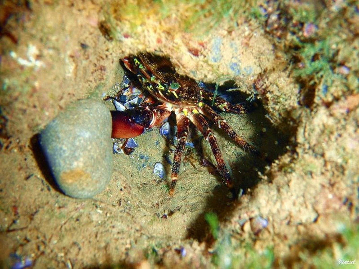 , Венцель Александр