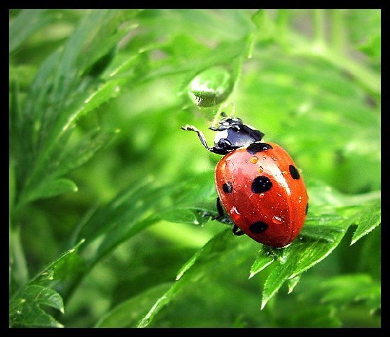 Утренний душ фото превью