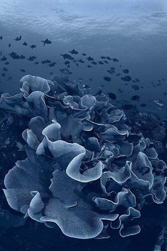 Коралл (ч/б версия) фото превью