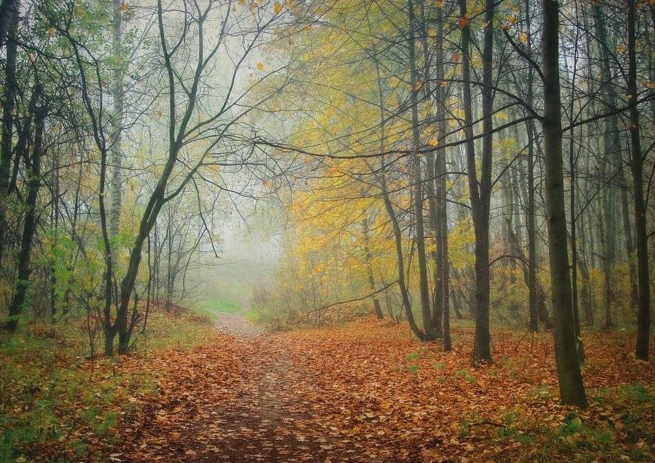 , Владимир Липецких