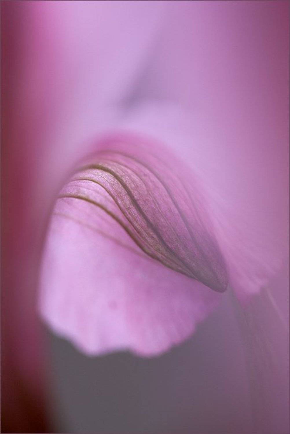 макро цветы, Cameo