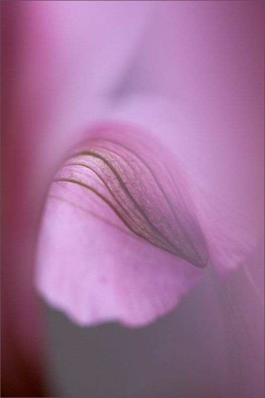 макро цветы Изгибы фото превью