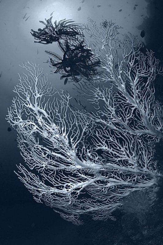 Горгонария (ч/б версия) фото превью