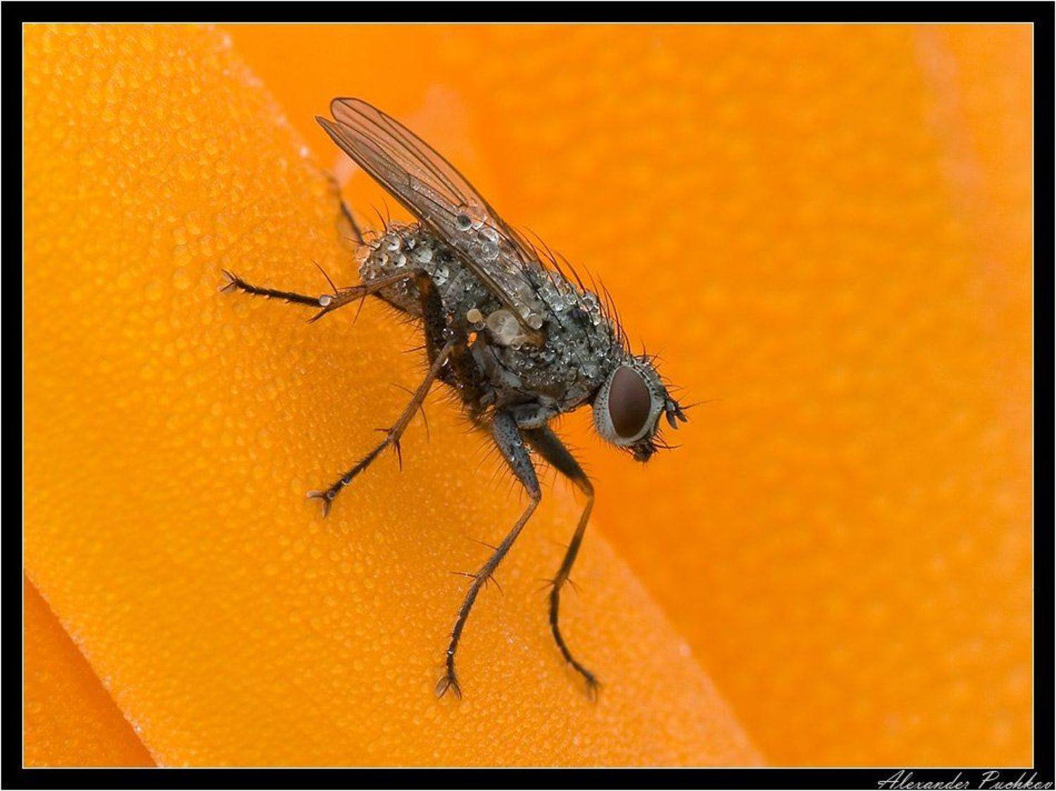муха, капли, Alexander Puchkov