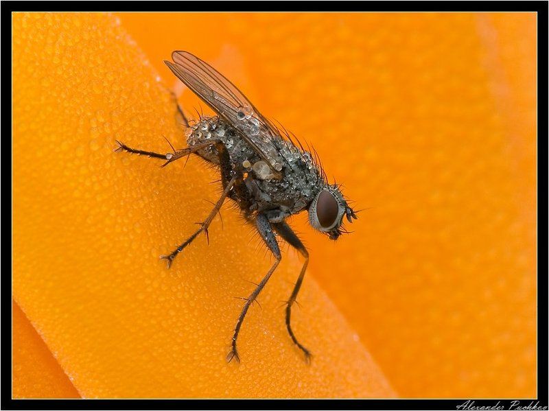 муха, капли Капельная макра фото превью