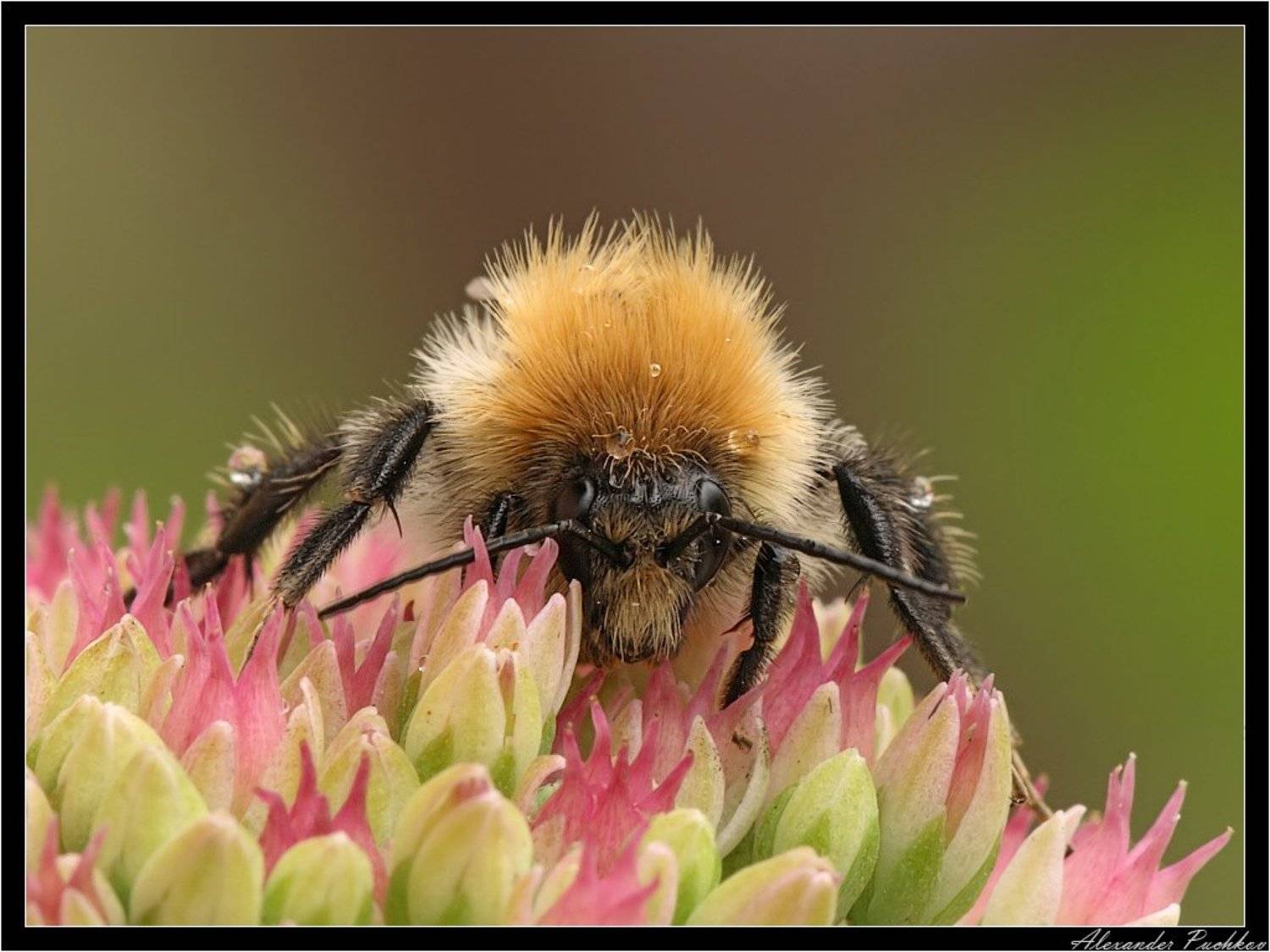 шмель, Alexander Puchkov
