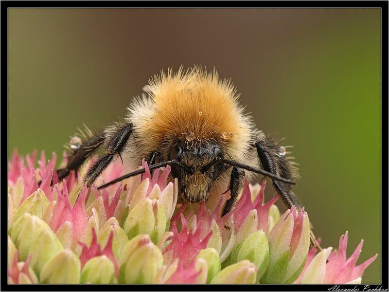 шмель Щаззз я тебя, фотографф, забадывать буду! фото превью