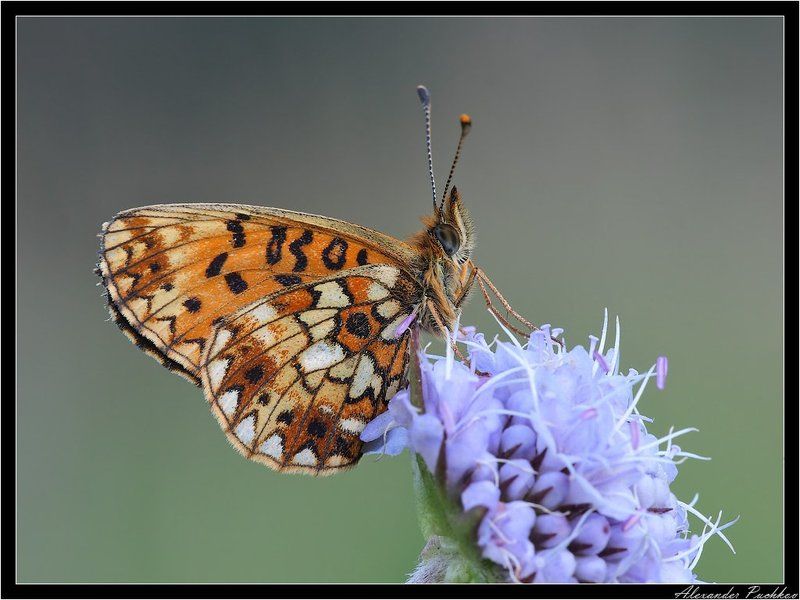 бабочка, перламутровка, селена Сонная фото превью