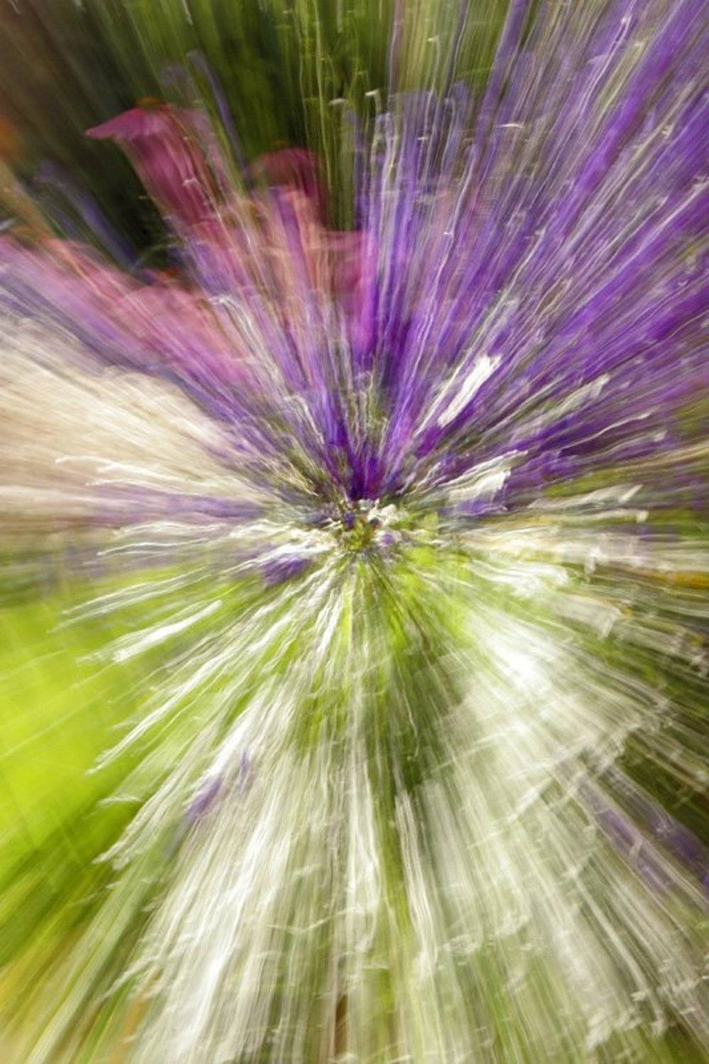 природа, цветы, лето, Svetik