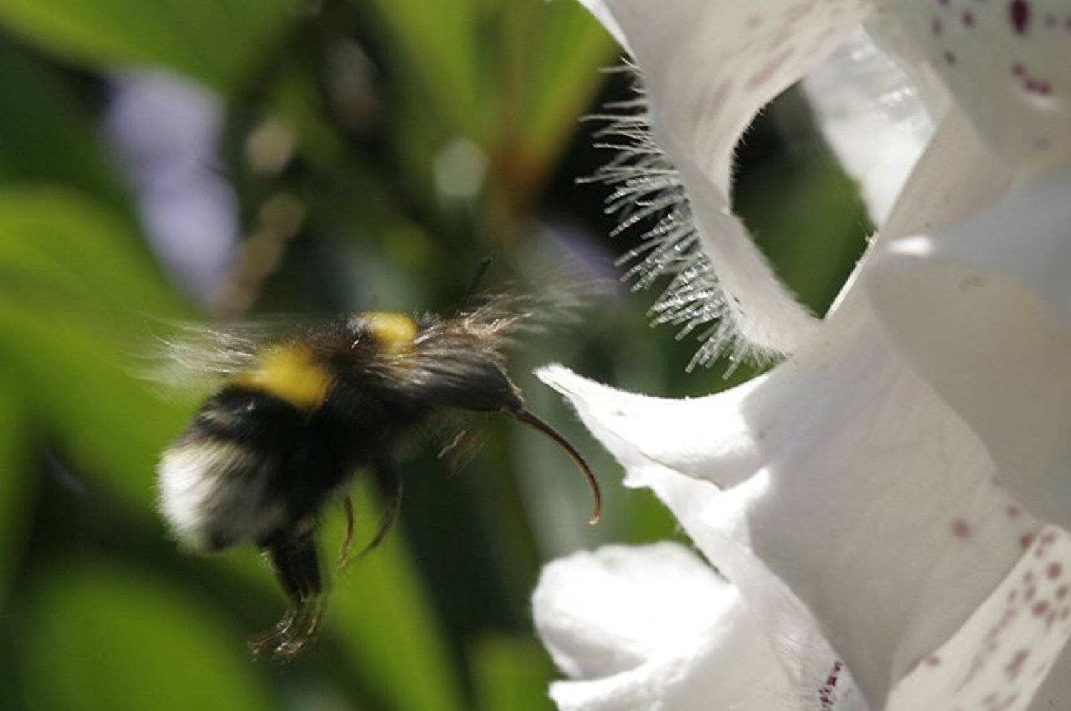 шмель, цветы, лето, природа, Svetik