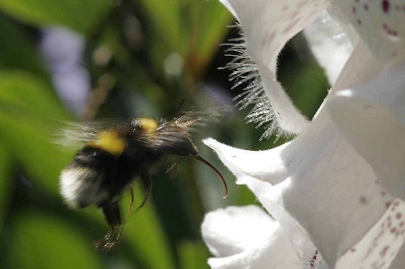 шмель, цветы, лето, природа  фото превью