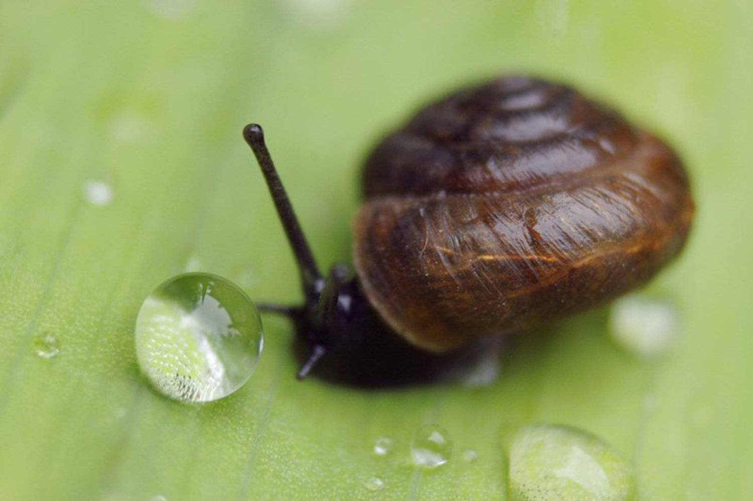 улитка, капля, макро, Svetik