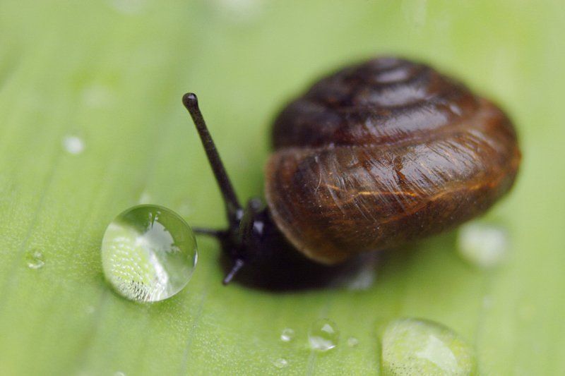улитка, капля, макро  фото превью