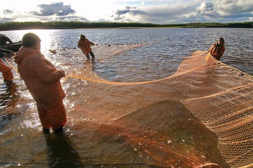 и завели они невод....