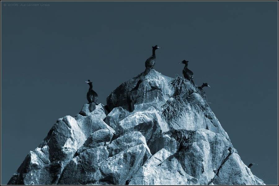 скала,бакланы, базар, Александр Лицис