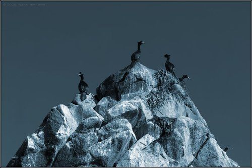 Жизнь бакланья...