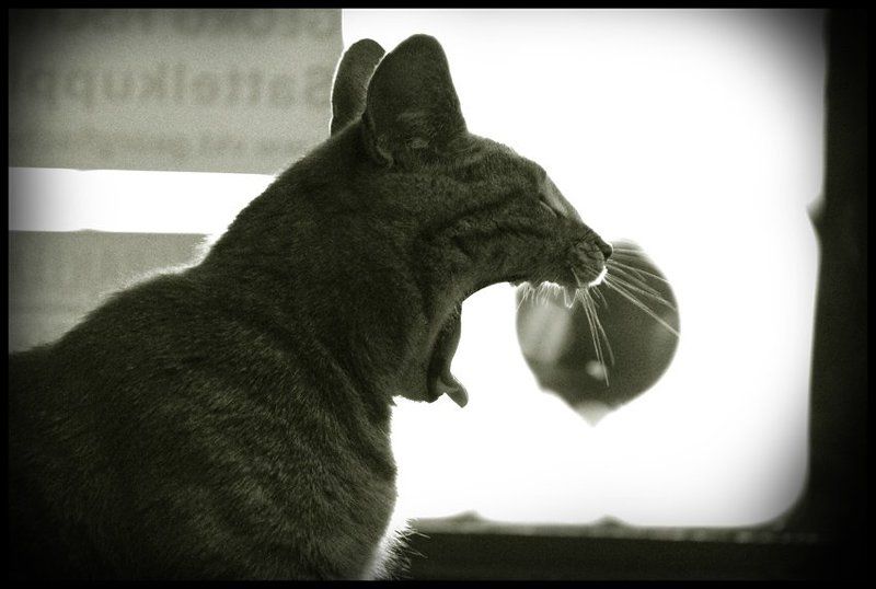 Спать охота... фото превью