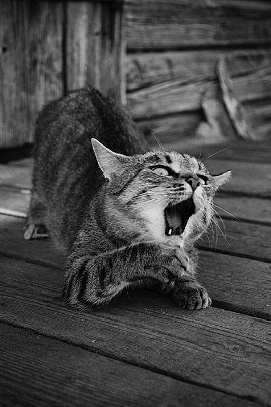 Раскоряка котяка