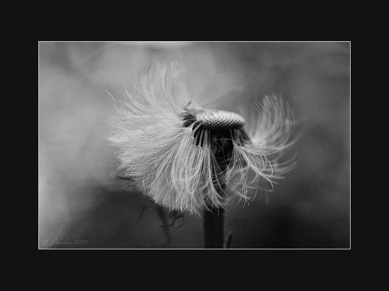 snowhead фото превью