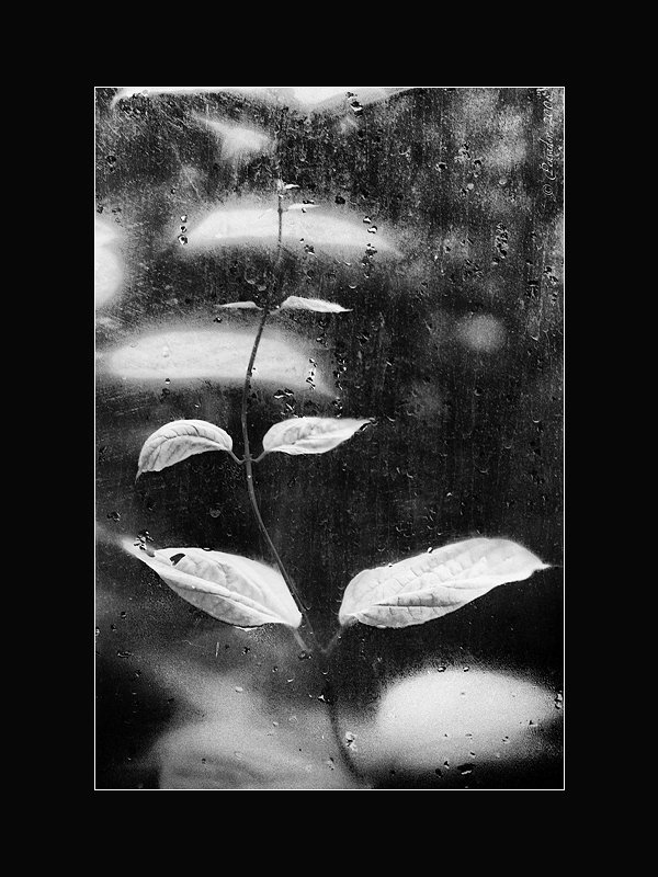 glassrebel фото превью