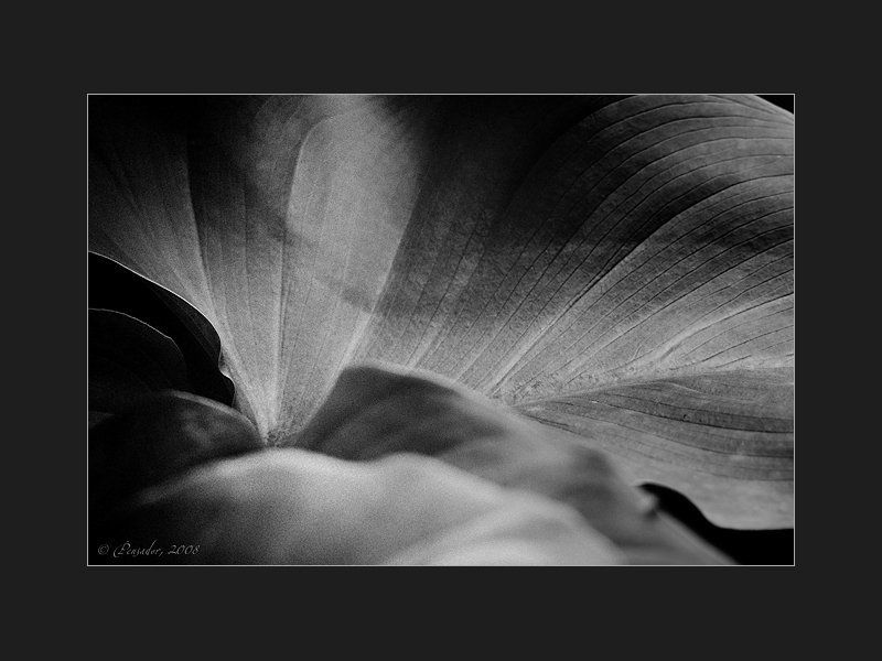 floralines фото превью