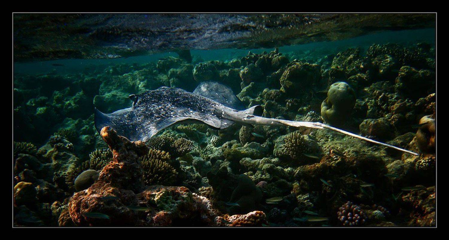 , Сергей Милицкий