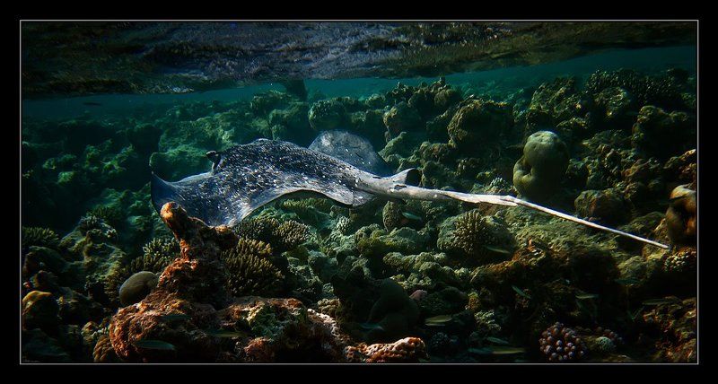 На бреющем фото превью