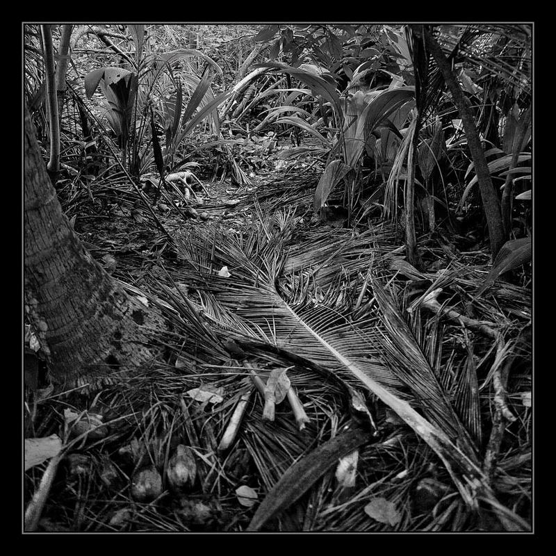 Лист пальмы фото превью